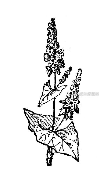 古董插画:荞麦(Fagopyrum esculentum)